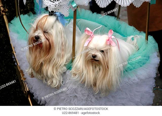 Venice (Italy), dogs at the Carnival