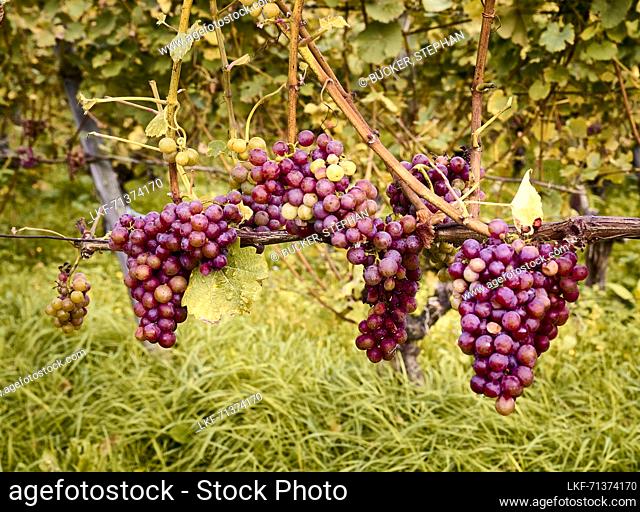 Pinot Noir grapes waiting to be harvested, Bad Honnef, North Rhine-Westphalia, Germany