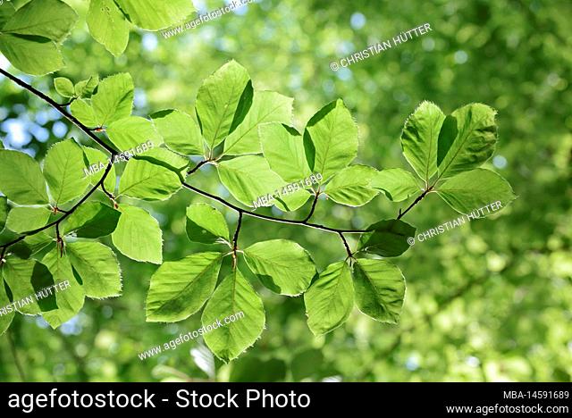 European beech (Fagus sylvatica), branch with leaves in spring, West Flanders, Belgium