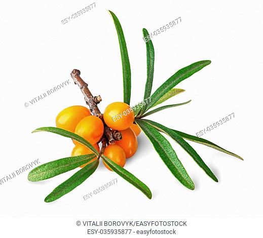 Sea buckthorn. Fresh ripe berries with leaves isolated on white background