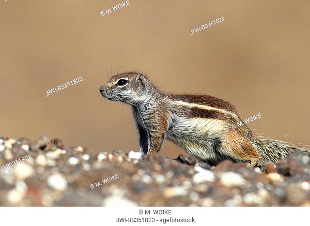 barbary ground squirrel, North African ground squirrel (Atlantoxerus getulus), sits on a stone, Canary Islands, Fuerteventura