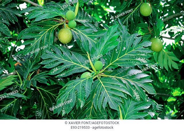 Breadfruit (Artocarpus altilis or communis)