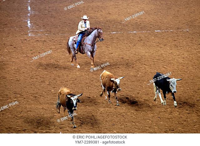 Chasing Steers - Houston Rodeo - Houston, TX