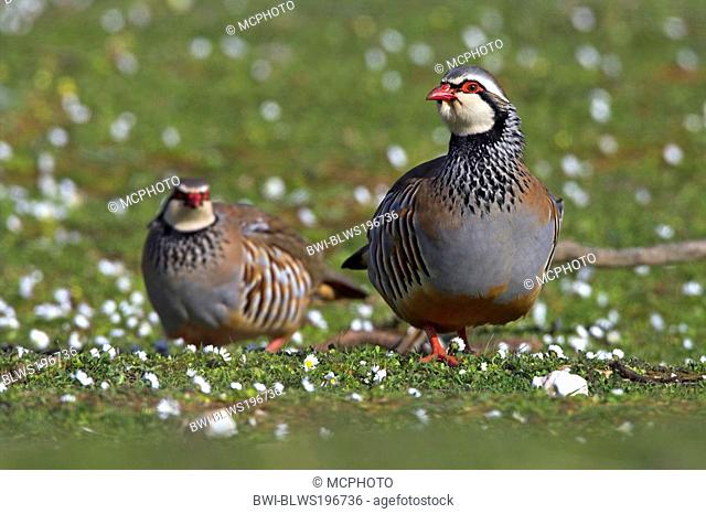 red-legged partridge Alectoris rufa, two individuals on a meadow, Spain, Extremadura