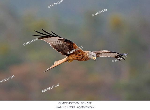 red kite (Milvus milvus), flying, Germany, Hesse