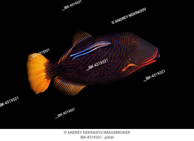 Orange-lined triggerfish, Orange striped triggerfish or Orangestripe triggerfish (Balistapus undulatus) and Bluestreak cleaner wrasse (Labroides dimidiatus)