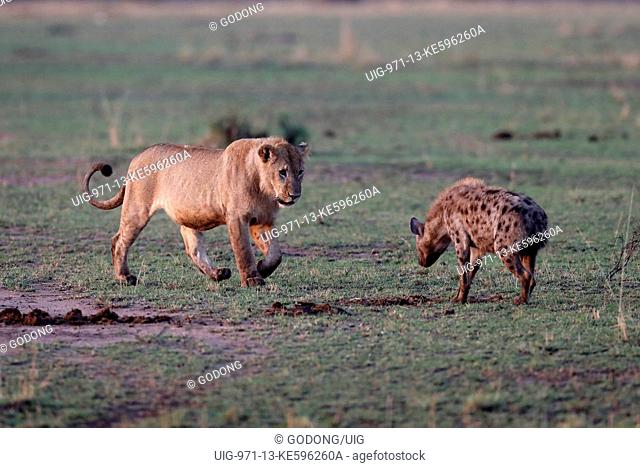 African Lion (Panthera leo) female attacking Hyena (Crocuta crocuta). Masai Mara game reserve. Kenya
