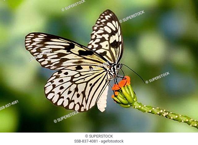 Paper Kite butterfly Idea leuconoe pollinating a flower