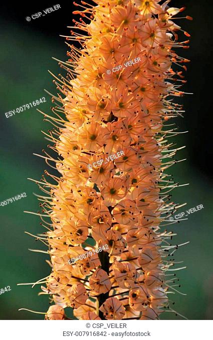 Orange Eremerus Foxtail Lily Spike