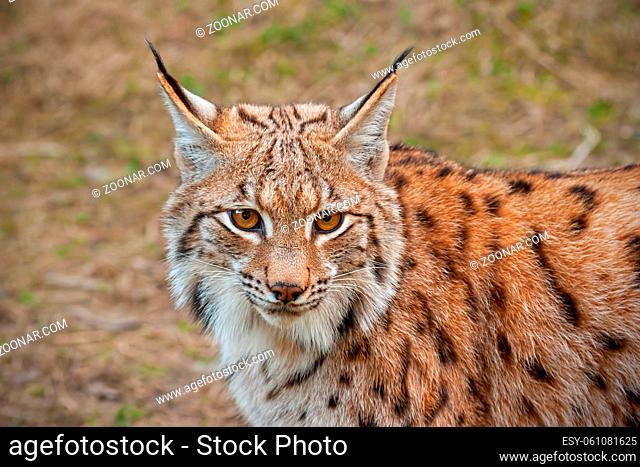 Detailed close-up of adult eursian lynx in autmn forest with blurred background. Endangered mammal predator in natural environment