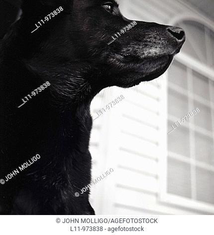 Black labrador retriever, close-up profile