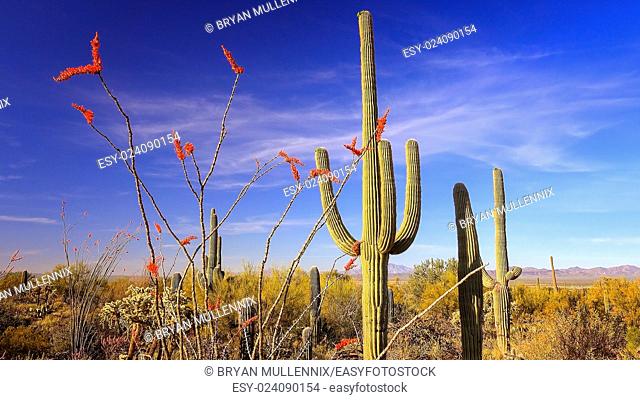 Ocotillo with bright red blooms and Saguaro Cactus in Saguaro National Park