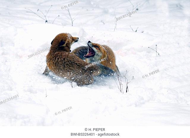 red fox (Vulpes vulpes), two foxes fighting in the snow, Germany