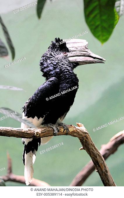Birds ; Black and white casqued hornbill in Bronx zoo ; New York ; USA United States Of America