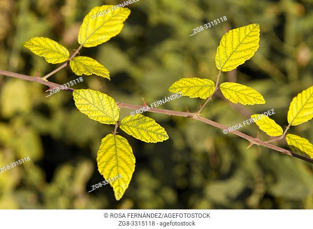 Branch with leaves, Blackberry, Rubus fruticosus, Sierra Nevada Mountains, Natural Park, province of Granada, Andalucia, Spain