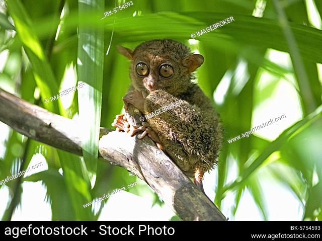 Philippine tarsier (Carlito syrichta) clings to a branch, Bohol, Central Visayas, Philippines, Asia