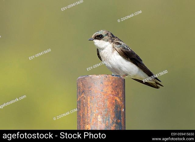 Tree swallow perched on a metal post in Hauser, Idaho