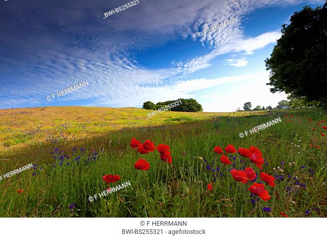 common poppy, corn poppy, red poppy Papaver rhoeas, blooming at the edge of a meadow together with common bugloss, Germany, Mecklenburg-Western Pomerania