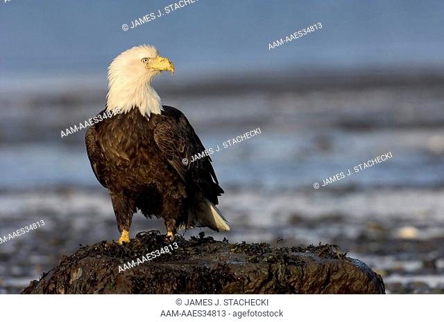 Bald Eagle (Haliaeetus leucocephalus) mature, portrait, on rock, Homer, Alaska, 3/27/06, Digital Capture
