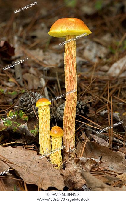 Shaggy-stalked Bolete Mushroom (Boletellus betula) along Rich Mt. Rd., near Cades Cove, Great Smoky Mountains National Park, TN