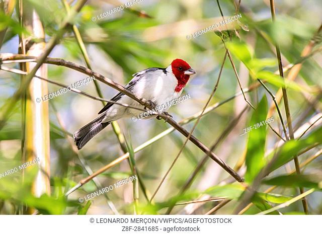 Red-cowled Cardinal (Paroaria dominicana) photographed in Sooretama/Linhares, Espírito Santo - Southeast of Brazil. Atlantic Forest Biome. ""