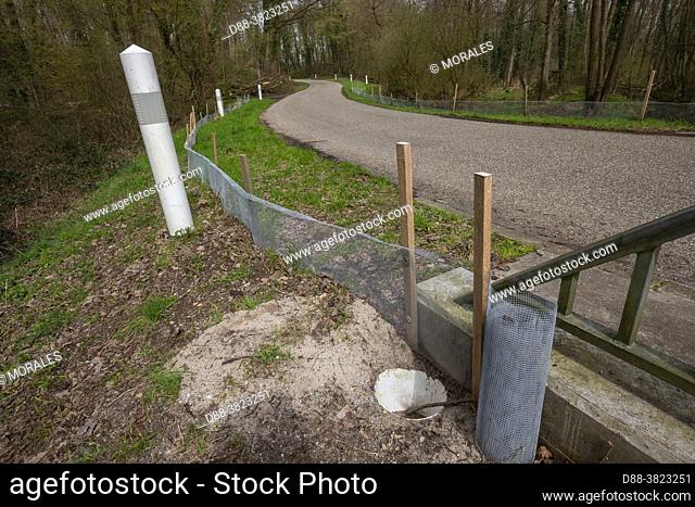 France, Bas Rhin (67), Natural sensitive area of Grossmatt, Installation of fences, during the breeding season, to prevent amphibians from crossing the road and...