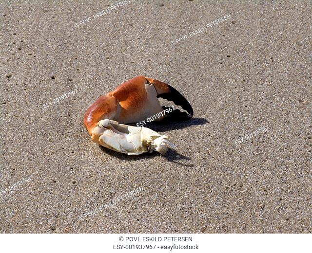 Crab claw