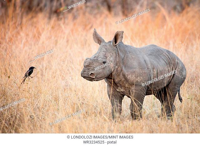 A rhino calf, Ceratotherium simum, stands in brown dry grass and looks at a fork-tailed drongo, Dicrurus adsimilis