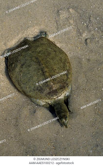 E. Spiny Softshell Turtle buries itself in Sand, Sequence, 1 of 6 (Apalone s. spinifera, formerly Trionyx spiniferus)