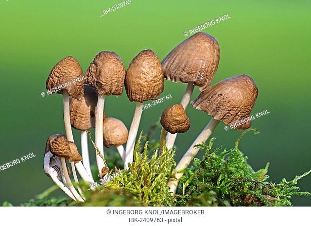 Clustered Bonnet Mushrooms (Mycena inclinata)