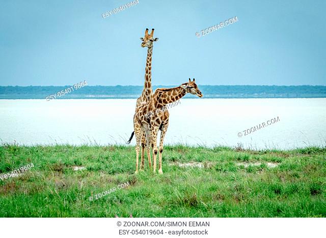 Two Giraffes standing in the grass next to a water dam in the Etosha National Park, Namibia
