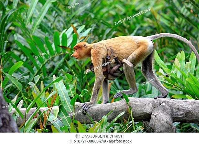 Proboscis Monkey Nasalis larvatus adult female with young clinging to chest, walking along branch, Labuk Bay, Sabah, Borneo, Malaysia