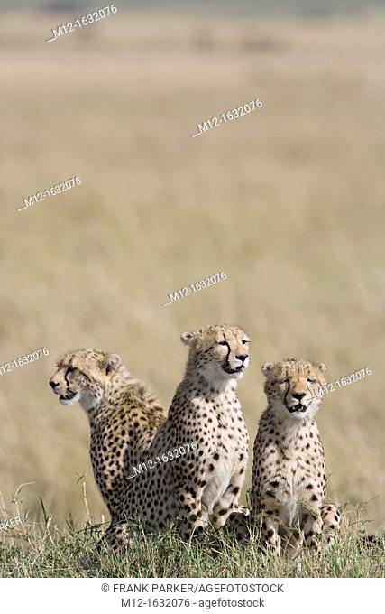 Cheetah family in the Masai Mara