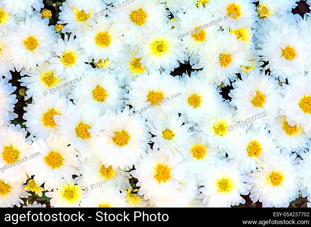 Natural floral background with Chrysanthemum flower blossoms