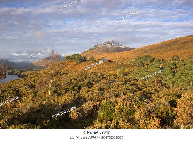 Scotland, Highland, Glen Affric, Autumn landscape featuring Tom a' Choinich, a munro in Glen Affric, described as 'the most beautiful glen in Scotland'