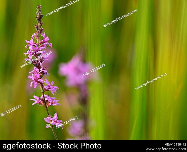 Europe, Germany, Hesse, Marburg, Botanical Garden of the Philipps University on the Lahn Mountains, blossoms of the purple loosestrife (Lythrum salicaria)