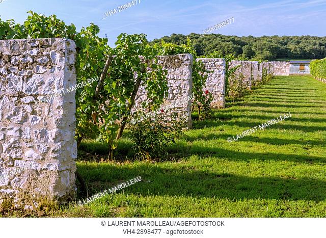 The ""Clos D'Entre les Murs"" Vineyard is Classified as a Historic Monument, Chateau of Parnay, Saumur District, Maine-et-Loire, Pays de la Loire region