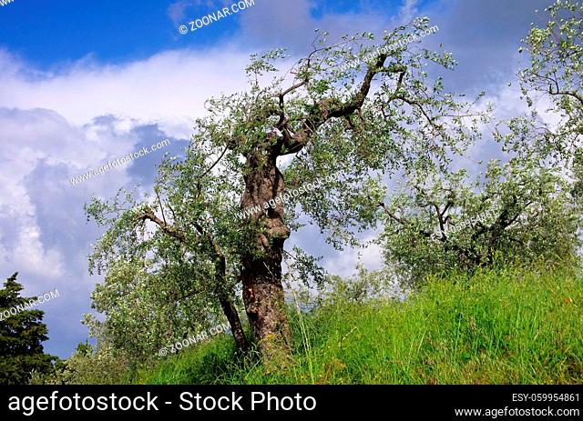Olivenbaum in der Toskana - olive tree in Tuscany 03
