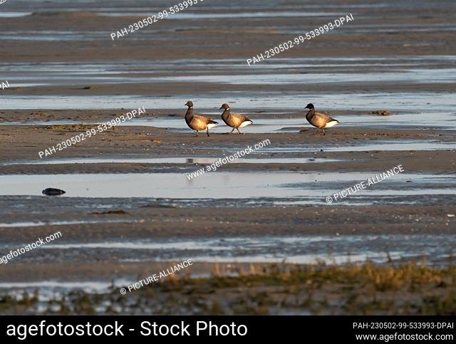 11 April 2023, Lower Saxony, Wangerooge: 11.04.2023, Wangerooge. Brant geese (Branta bernicla) stand in the North Sea tidal flats on the south coast of the East...