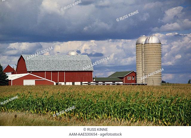 Field Corn on Dairy Farm, used for Cattle Feed, stored in Silos, Wisconsin