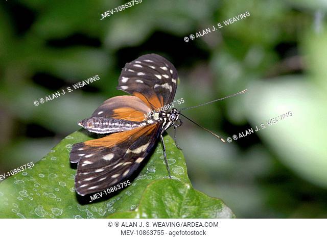 Hecales Longwing Butterfly (Heliconius hecale). Occurs in Central and South America from sea level to 1700m. Pungent odour given off from gland at tip of...