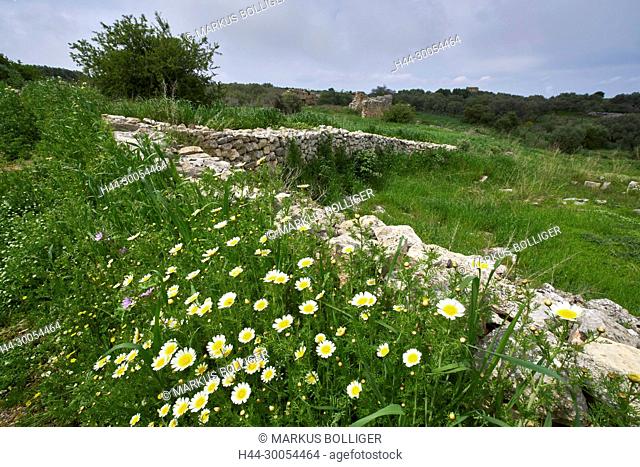 Greece, Crete, Aptera, wall, walls, chrysanthemum, Margerite, florid, flora, crown chrysanthemum, Glebionis coronaria