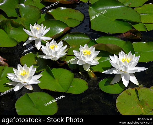 Water lily pond with white water lilies, european white water lily (Nymphaea alba), Wilhelma Zoological-Botanical Garden, Stuttgart
