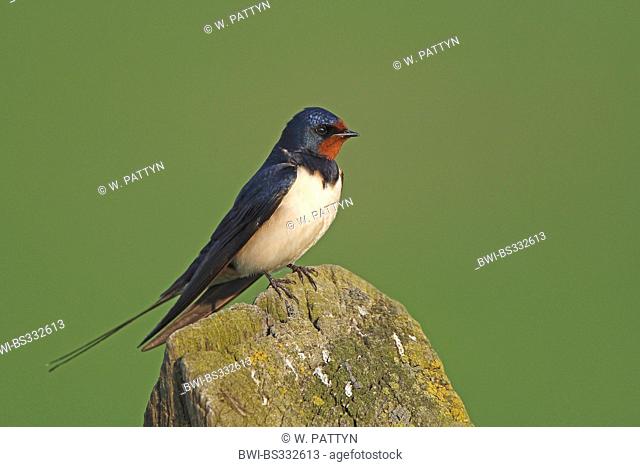 barn swallow (Hirundo rustica), sitting on a fencing post, Belgium