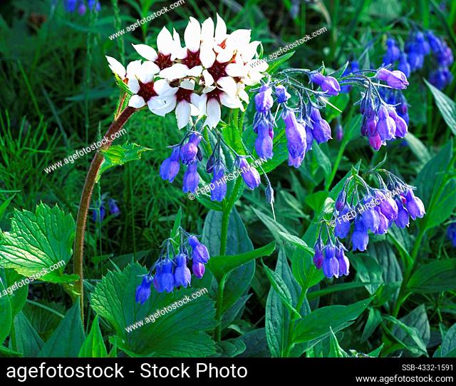 Boykinia, Boykinia richardsonii, and bluebells, Mertensia paniculata, blooming in the Alaska Range near the headwaters of Boulder Creek