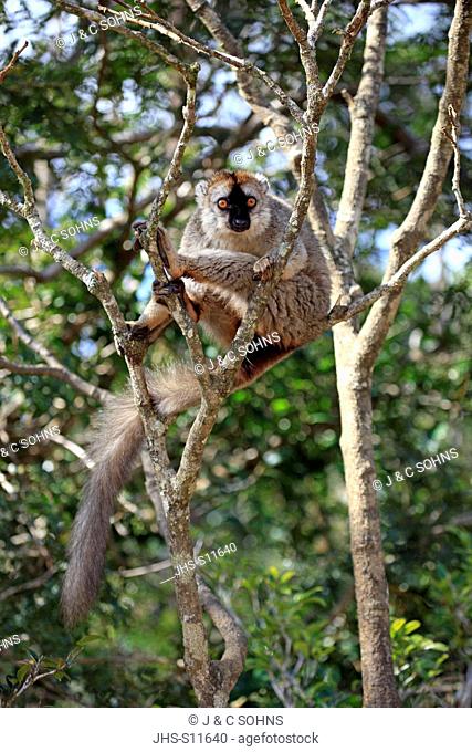 Red-Fronted Lemur, Lemur fulvus rufus, Berenty Reserve, Madagascar, Africa, adult on tree