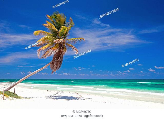 coconut palm (Cocos nucifera), Coconut palm at Caribbean beach in Tulum, Mexico