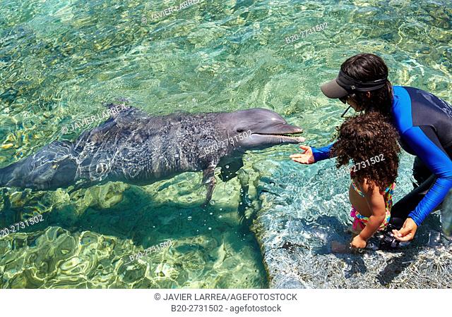 Bottlenose Dolphin (Tursiops truncatus), Oceanarium, San Martin de Pajarales island, Rosario Islands, Cartagena de Indias, Bolivar, Colombia, South America