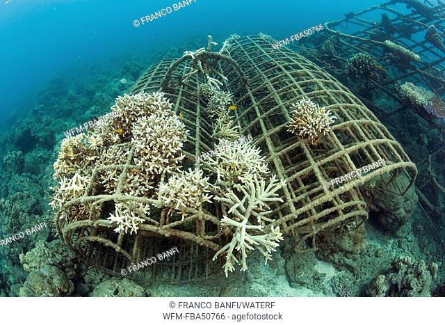 Structure of bio-rock, method of enhancing the growth of corals and aquatic organisms, Pemuteran project, Bali Island, Indonesia