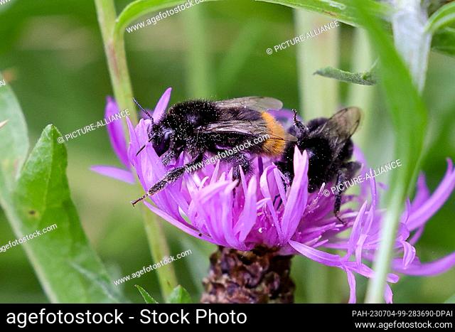 04 July 2023, Hamburg: Two wild bees sit on a flower in a wildflower meadow at the Billstedt stop. The wild bee-friendly planting at four Hamburg subway and...